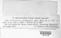 Guignardia miribelii image